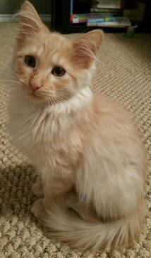Berlioz