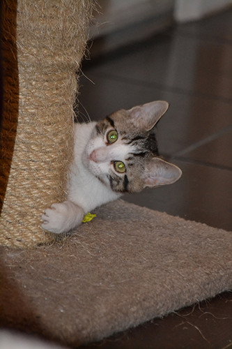 Sweet Pea