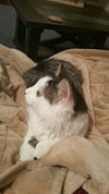 Sylvia