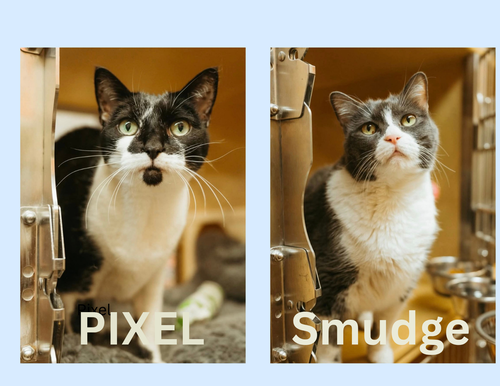 PIXEL & SMUDGE bonded pair, a cat for adoption from North Texas Cat Rescue