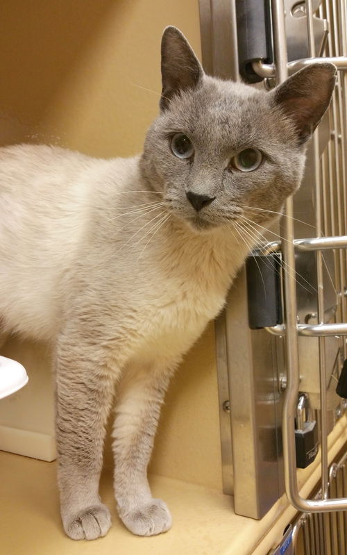 Lavande The Lilac Point Siamese