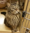 Charlemagne A Handsome Laidback MAINE COON mix