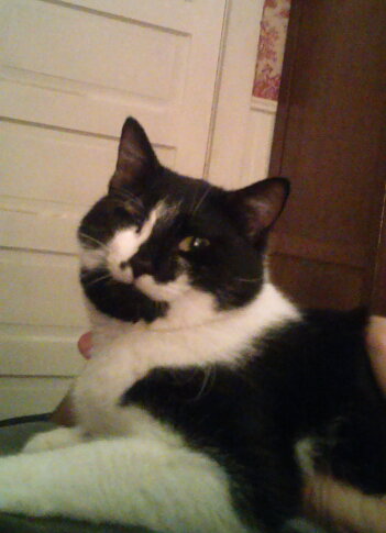 Cesar: The Ultimate Lovebug