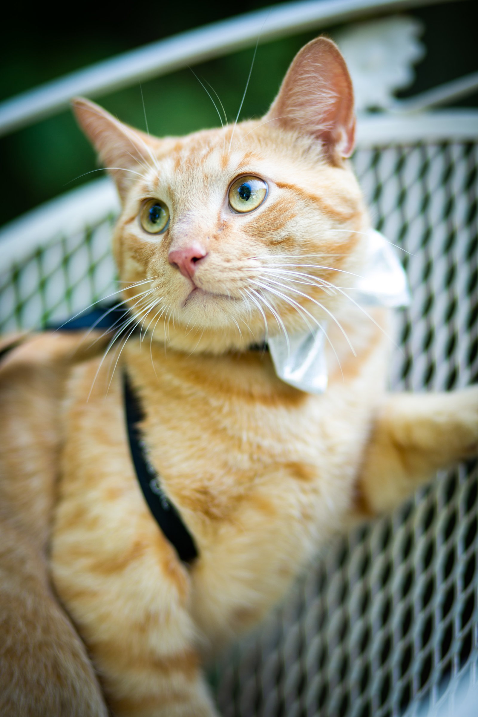 Cats for Adoption in Greenbrier, Arkansas Alpha Paw