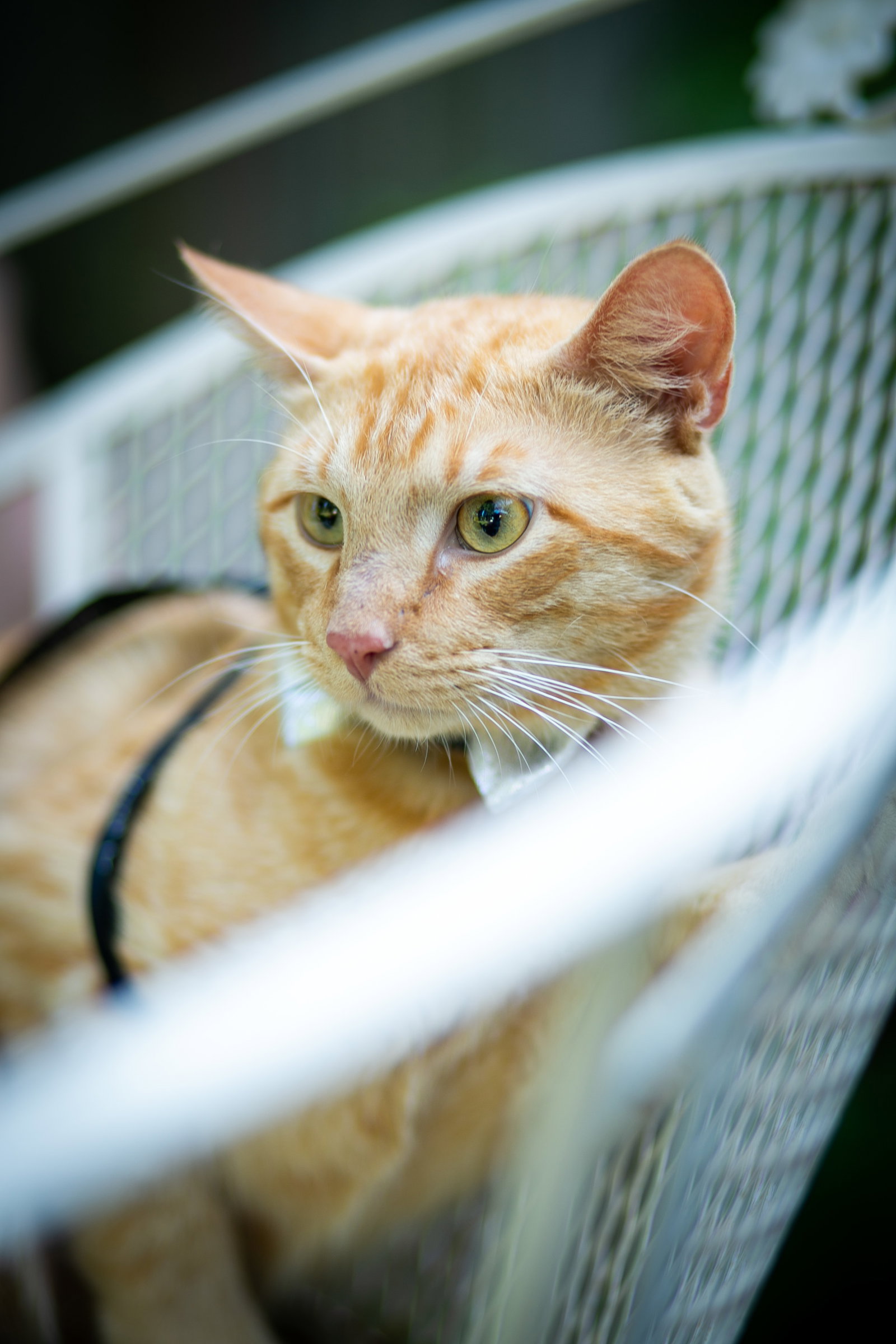 Cats for Adoption in Greenbrier, Arkansas Alpha Paw