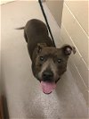 adoptable Dog in sanford, fl, FL named BRIE