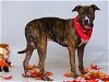 adoptable Dog in sanford, FL named AMAZON