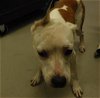 adoptable Dog in , FL named BUBBLES