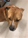 adoptable Dog in sanford, fl, FL named BUSTER JOE
