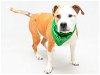 adoptable Dog in sanford, FL named PAT