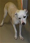 adoptable Dog in sanford, fl, FL named BUNNY