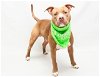 adoptable Dog in sanford, fl, FL named BUDDY