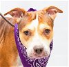 adoptable Dog in sanford, FL named FLORA
