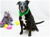 adoptable Dog in sanford, FL named ABEL