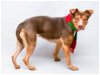 adoptable Dog in sanford, FL named BREE