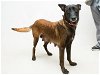 adoptable Dog in sanford, fl, FL named BEAUTY