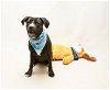 adoptable Dog in sanford, FL named RIPLEY