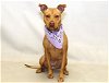adoptable Dog in  named TRIXIE