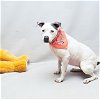 adoptable Dog in sanford, FL named KEYONA