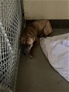 adoptable Dog in sanford, FL named IGGY