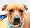 adoptable Dog in sanford, FL named ZAK