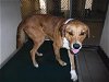 adoptable Dog in sanford, FL named ROVER