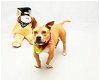 adoptable Dog in sanford, FL named PEPPA