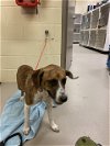adoptable Dog in sanford, FL named JESSIE