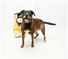 adoptable Dog in sanford, FL named MIRA