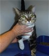 adoptable Cat in sanford, FL named SLICK