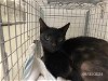 adoptable Cat in sanford, FL named GOLDIE