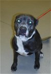 adoptable Dog in sanford, FL named ZEKE