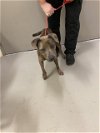 adoptable Dog in  named CHANELLE