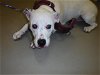 adoptable Dog in sanford, FL named BLANCA