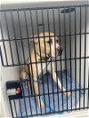 adoptable Dog in  named MAGIC