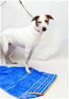 adoptable Dog in  named SULLY