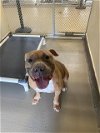 adoptable Dog in  named DUDLEY