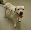 adoptable Dog in  named BLOWLY