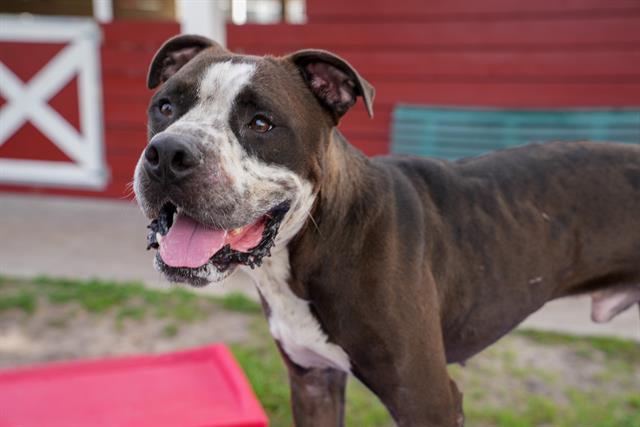 adoptable Dog in Sanford, FL named BUTCH