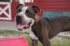 adoptable Dog in Sanford, FL named BUTCH