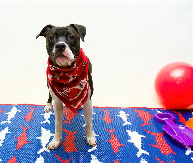 adoptable Dog in Sanford, FL named BARBARA JEAN