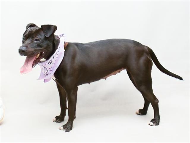 adoptable Dog in Sanford, FL named ERIN