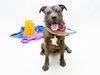 adoptable Dog in Sanford, FL named NUT MEG