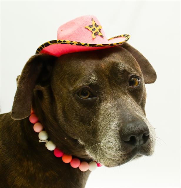 adoptable Dog in Sanford, FL named BROWNIE