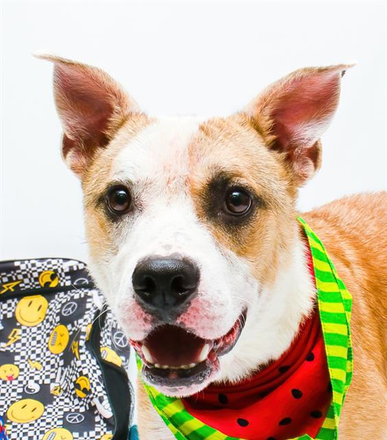 adoptable Dog in Sanford, FL named SODA