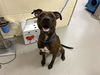 adoptable Dog in Sanford, FL named FRESNO