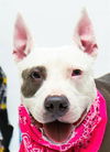 adoptable Dog in  named LAYLA