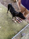 adoptable Dog in Sanford, FL named KITANA