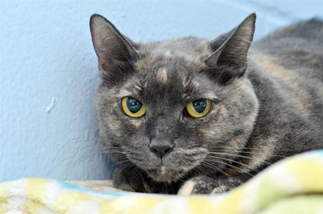 adoptable Cat in Sanford, FL named DORA