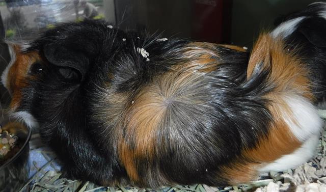 adoptable Guinea Pig in Sanford, FL named GEORGE